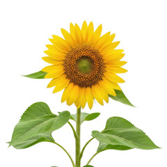 Obraz premium Sunflower with green leaves isolated on transparent background vibrant yellow bloom summer plant