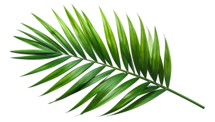 Isolated, digitally rendered image of a lush, vibrant green palm frond with dark background