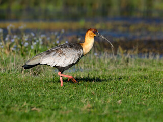 Black-faced Ibis foraging in Wetland Habitat