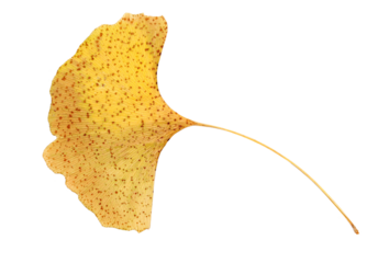 Ginkgo biloba yellow leaf isolated on white, top view	