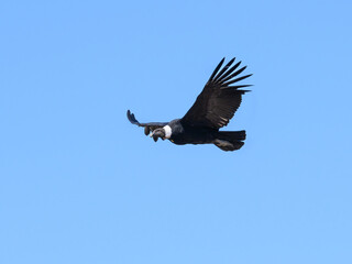 Fototapeta premium Andean Condor Soaring on blue Sky
