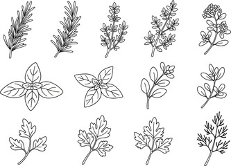 a collection of hand drawn botanical illustrations depicting various herbs and leafy greens in a monochrome style high quality professional detailed