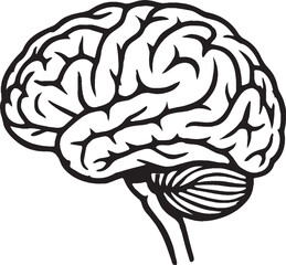 Fototapeta premium Human brain illustration with detailed anatomy