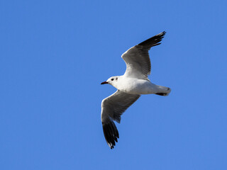 Andean Gull Soaring Against Clear Blue Sky