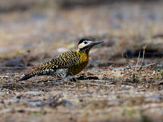 Green-barred Woodpecker foraging on Ground in Dry Forest