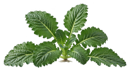 Green mustard plant with serrated leaves and visible roots on black background green leaves seedling