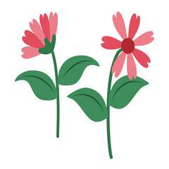 pink cosmos flower isolated on white background