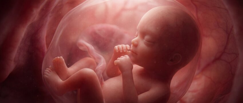 Human fetus in uterus, baby in mother&rsquo;s womb. Highly detailed, accurate ultrarealistic anatomy depiction. Panoramic banner