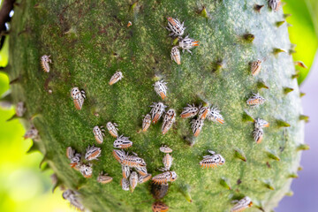 Inseto Soldadinho © Alessandra Maeda