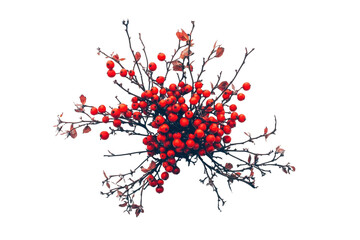 Minimal winter berry cluster botanical detail on clean white surface isolated on transparent background