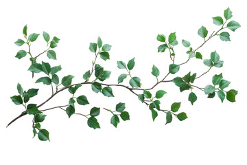 Obraz premium Decorative winter holly branch with bright red berries viewed from above on plain white backdrop isolated on transparent background