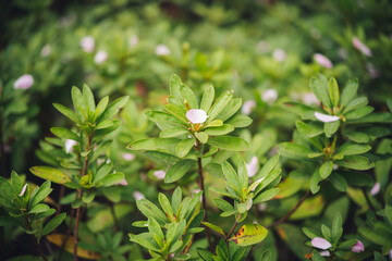 Pink petals fallen on green shrub leaves in spring garden