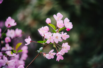 Pink crabapple blossoms on branch in spring, with soft bokeh background