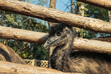 鸸鹋 恐龙的后裔【Emu Bird, Living Descendant of Dinosaurs】