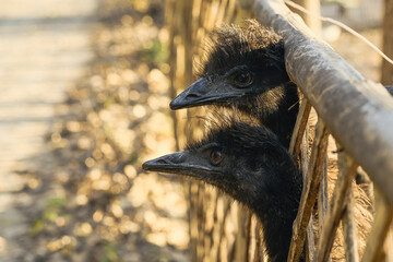鸸鹋 恐龙的后裔【Emu Bird, Living Descendant of Dinosaurs】