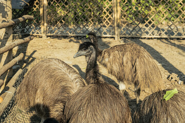 鸸鹋 恐龙的后裔【Emu Bird, Living Descendant of Dinosaurs】