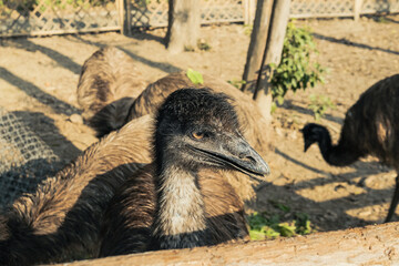 鸸鹋 恐龙的后裔【Emu Bird, Living Descendant of Dinosaurs】