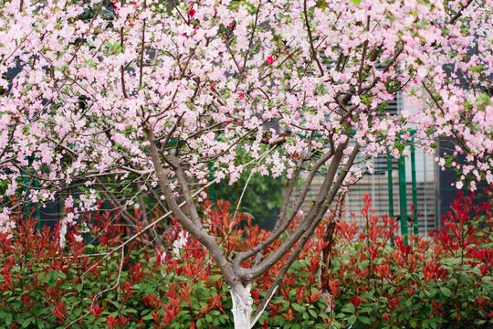 Pink crabapple tree blooming with red photinia shrubs in spring
