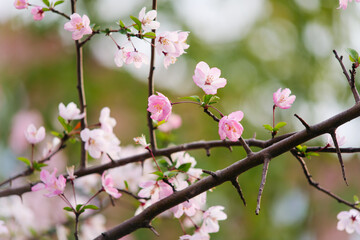 Obraz premium Pink crabapple flowers blooming on branch with green bokeh background