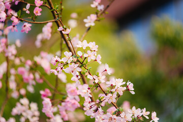 Obraz premium Close up of delicate pink crabapple flowers blooming on a sunny spring day