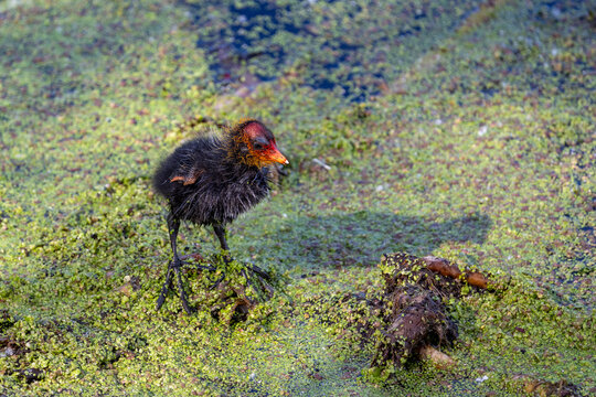 common coot (Fulica atra)
