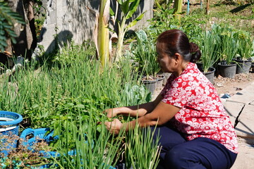 Woman Tending to Fresh Herb Garden with Abundant Greenery in Bright Sunlight