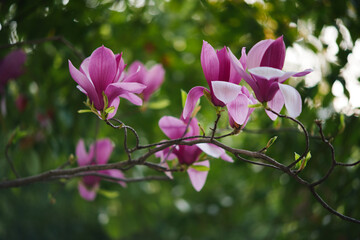Obraz premium Purple magnolia flowers blooming on tree branch in spring garden
