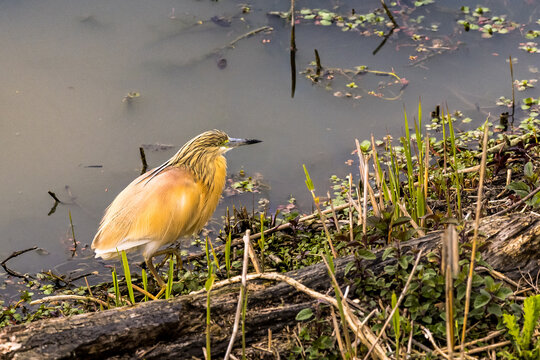 squacco heron  (Ardeola ralloides)
