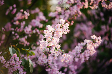 Pink crabapple blossoms in bright spring sunlight