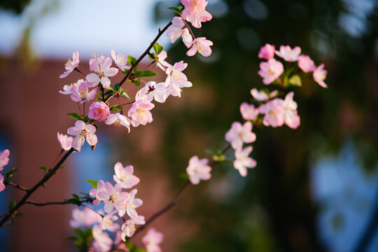 Pink crabapple flowers blooming on branch in golden evening light