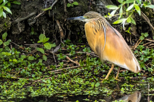 squacco heron  (Ardeola ralloides)
