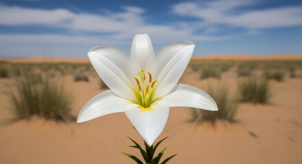 A close-up of a sand lily blooming in the middle of an arid desert plain, its delicate petals contrasting with the dry earth