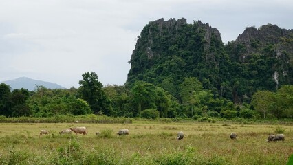 Laos - Karststeingebirge in Vang Vieng
