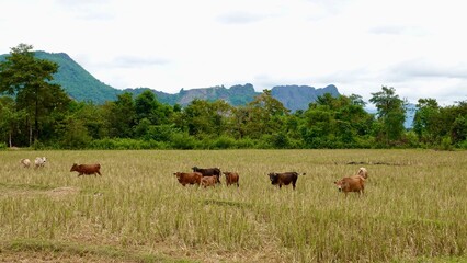 Laos - Karststeingebirge in Vang Vieng