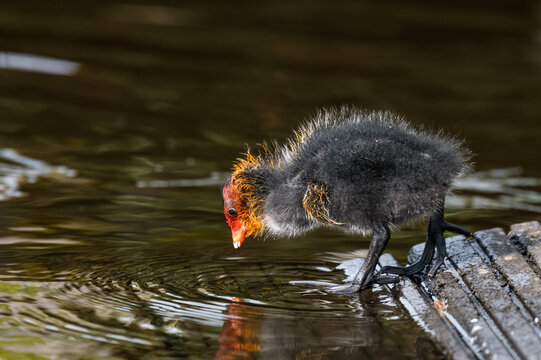 common coot (Fulica atra)
