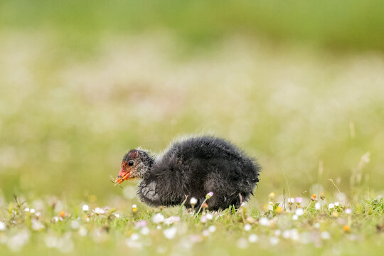 common coot (Fulica atra)
