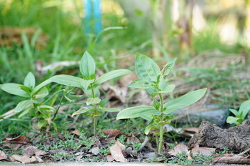 Obraz premium Green New Growth in Nature, Vibrant Leaves Emerging from Soil in a Lush Garden Environment on a Sunny Day, Close-Up of Young Plants