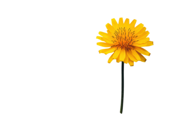 Single yellow dandelion flower with delicate petals on minimal white surface isolated on transparent background