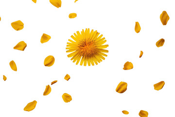 Yellow dandelion flower in full bloom on clean white backdrop isolated on transparent background