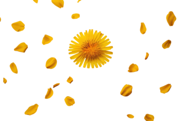 Yellow dandelion flower in full bloom on clean white backdrop isolated on transparent background