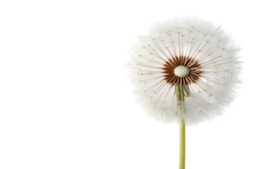 Bright yellow dandelion blossom displayed on plain white background isolated on transparent background