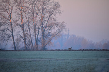 foggy morning in the morning