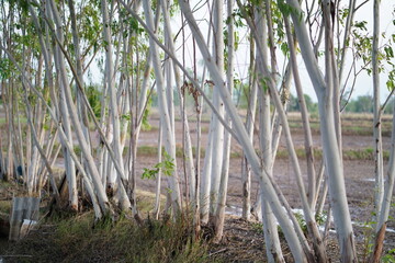 Lush Green Forest with Tall White-Barked Trees Under Bright Sky in Rural Agricultural Landscape