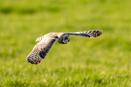 Sumpfohreule (Asio flammeus )
