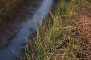 Obraz premium Close-Up of Wild Grass Growing Beside Calm Water Body During Golden Hour in Natural Habitat, Capturing Tranquility and Serenity of Nature