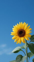 Single Bright Sunflower Head Framed Against Clear Blue Sky in Vibrant Colors