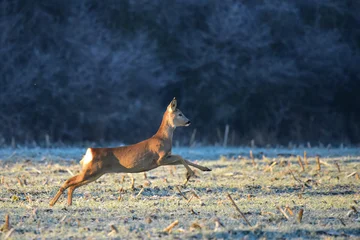 Fototapeten Rehe roe deer in the field at morning  © Croato