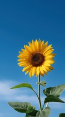 Naklejka premium Bright Single Sunflower Head Against Clear Blue Sky Background with Vibrant Colors