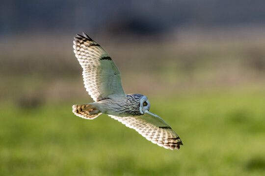 Sumpfohreule (Asio flammeus )