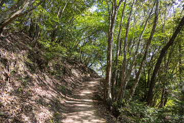 緑に囲まれた山道のハイキングコース